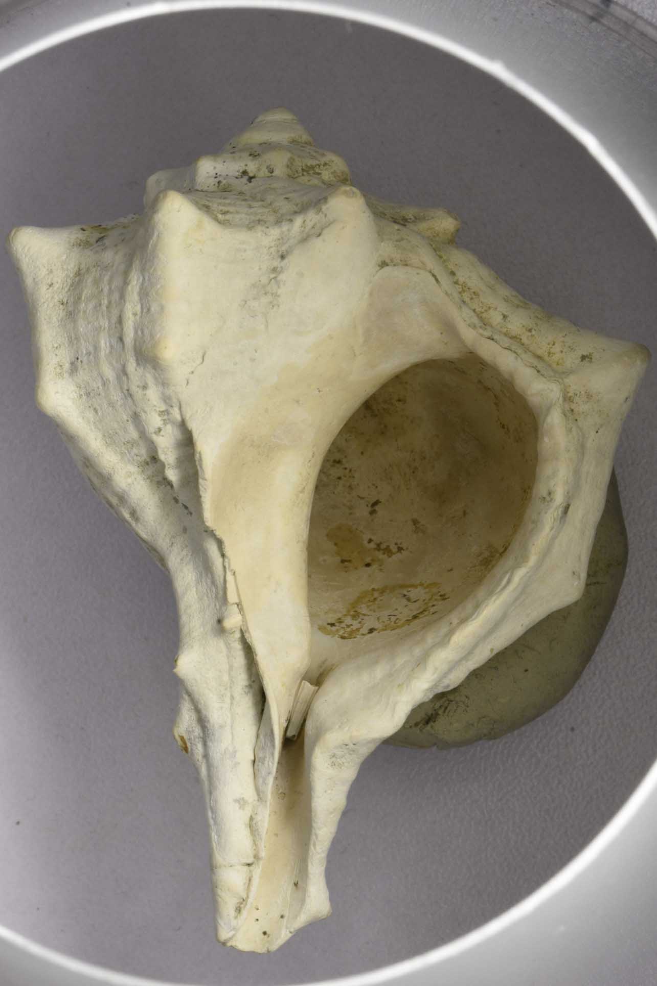 Bolinus brandaris: forma attuale??